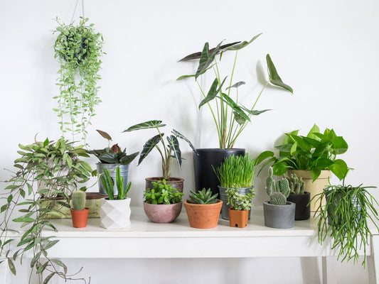 Top 10 Indoor Plants -Known to Bring You Good Health, Love and Good Luck